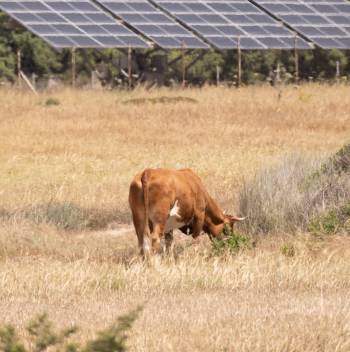 ¿Qué significa el término “agrovoltaica” y de qué trata?
